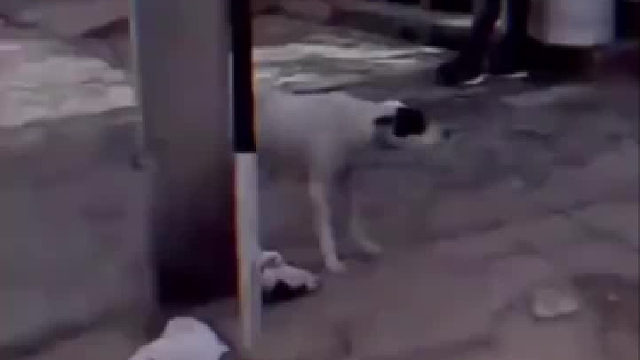 万物皆有灵：狗狗向路人求助，泪目