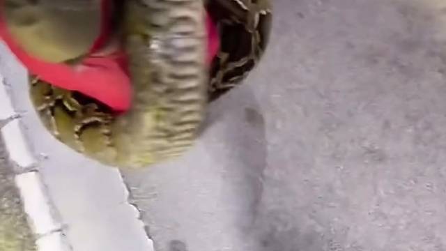 小伙徒手和巨蟒生死搏斗