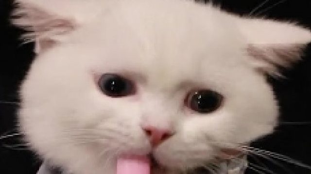 这是你们没见过的船新版本