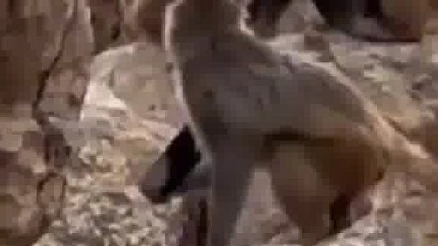 女生喂猴子时手机不慎掉进猴山，猴子把壳卸了放地上摩擦，玩腻后便把手机扔掉