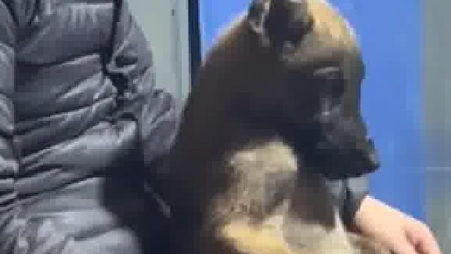 大家的重点好像不在狗上 而是？