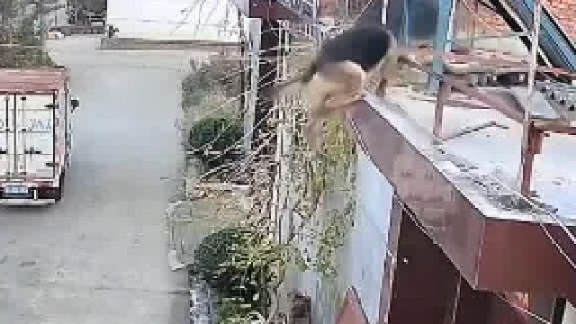 主人有急事骑车出门，狗狗看到后一不小心从房顶摔下来