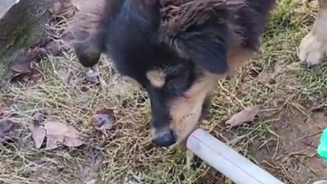 善待动物 关爱生命