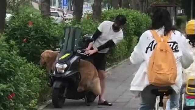 成年人的崩溃瞬间：无法同时带两个狗子