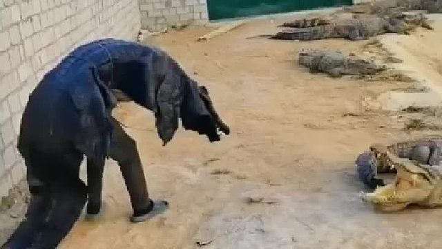 鳄老二：我还是离你远点！