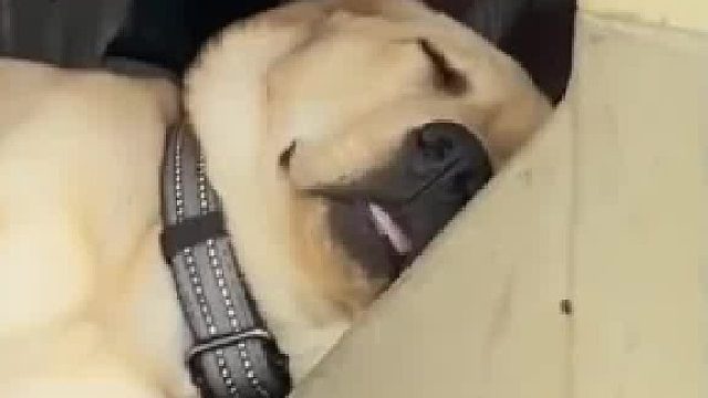 警犬在车里睡觉 忽然被叫起来上班，狗狗一脸懵