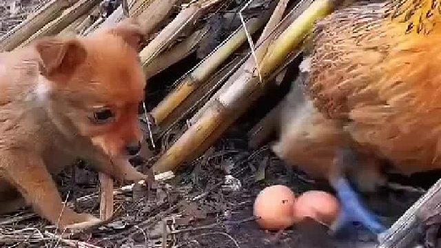 君子报仇 十年不晚！[赞]这是必须的