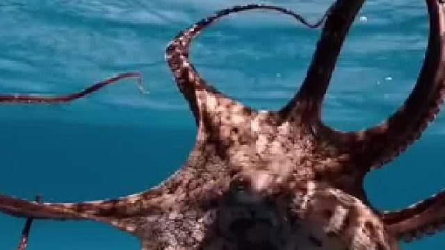 曾经有人说过：只要给章鱼足够的时间，它们就能统治地球。以此来表达对这种生物智慧的赞美