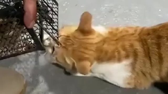 这肯定是农村的猫，现在会抓老鼠的不多了，都是爬老鼠的多！！！