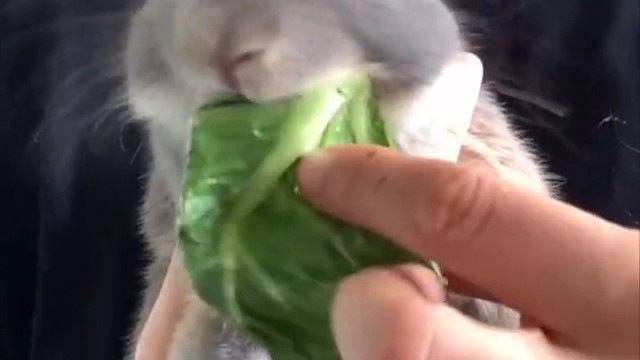 兔子喝水会"死翘翘"？其实兔子也能喝水，只是不能同时再摄入过多含水量高的蔬菜等，不然会拉稀。