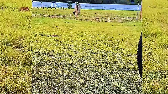 美女干坏事不承认，小姑娘很愤怒，后果很严重！