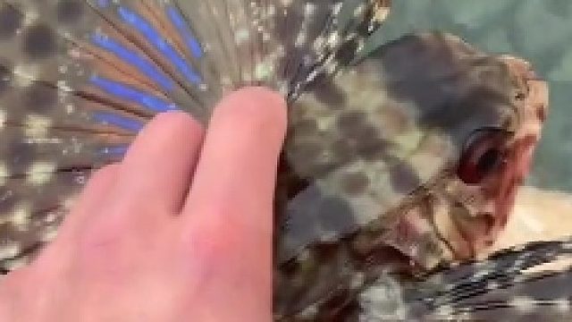 鲂鮄也叫海洋知更鸟 翅膀是它的胸鳍