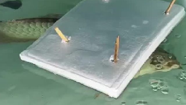 金龙鱼，观赏鱼