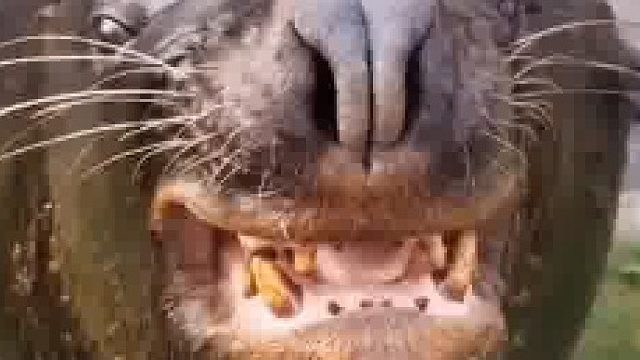 海狮吃鱼太快了