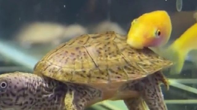 主人为了不用给乌龟洗澡，特地给它养了只“搓澡工”。网友：它看起来很享受的样子