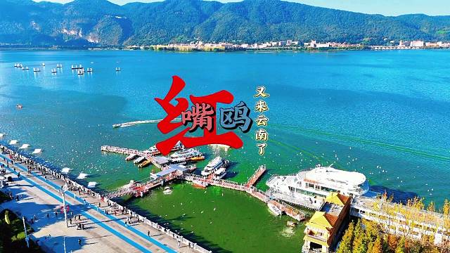 红嘴鸥如约而至来云南了