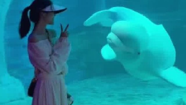 女生跟白鲸互动，白鲸一直在“卖萌撒娇”。网友：这门票花的值了