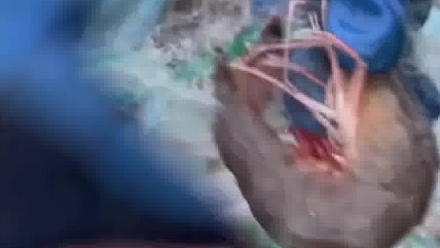 男子在海里网挂出巴掌大对虾被不争气的队友整掉海里