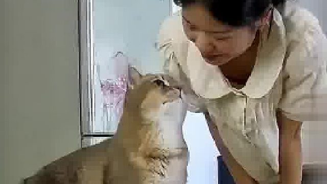 女子出差结束回家，猫咪听到主人的声音立马冲到门口，女子：虽然没有抱抱它 但是让它撸了