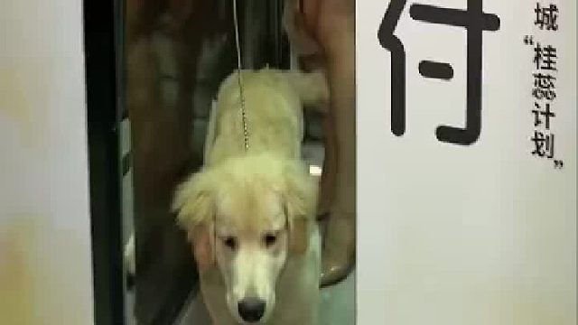 下次还是走楼梯吧