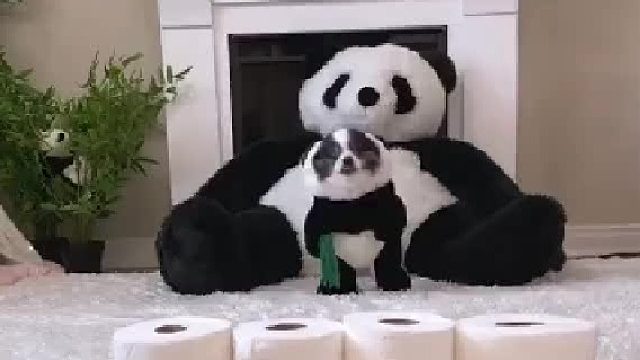 熊猫的纸巾墙挑战
