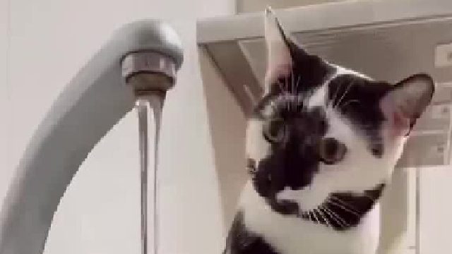 这猫长得好特别，还这样玩水，看起来不太聪明的样子！