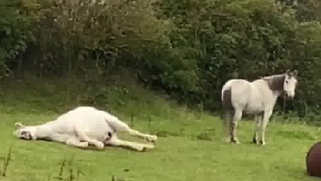 马：听说你到处跟人说我死了？