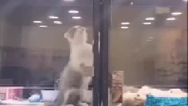 这是他妈的爱情吧！？？？