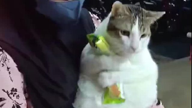 这是我的零食，没人可以抢走！