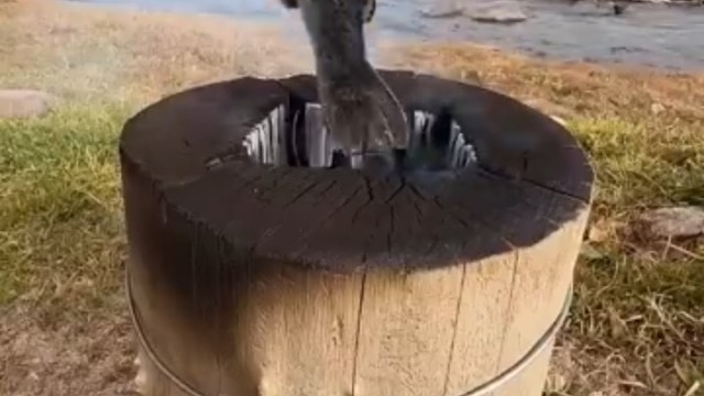 这烤鱼是什么水平？