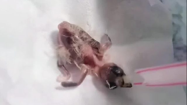 小姐姐孵化的小鸟，小时候丑丑的，长大后也太可爱了