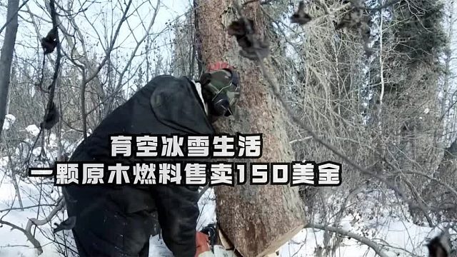 育空冰雪生活：伐木工砍伐一根千斤原木作为燃料出售150美金