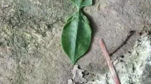 再也不敢随便捡树叶了