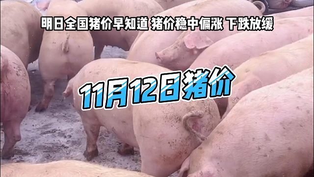 明日11月12日全国猪价早知道！明日猪价稳中偏涨 生猪价格下跌放缓#猪价行情 #明日猪价 #猪价
