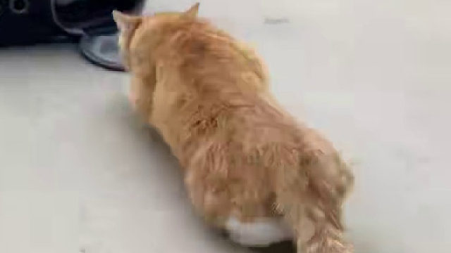 小猫第一次下楼的真实写照