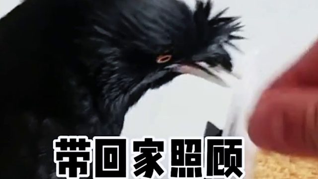 善良网友救了一只受伤小鸟，为了报恩居然天天往家叼钱