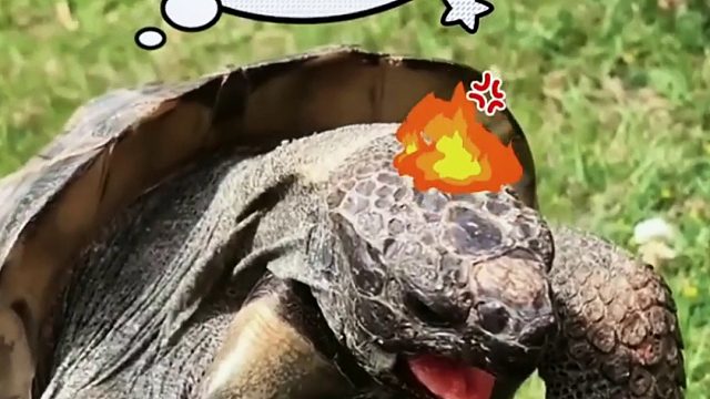 网友走路不小心撞到了乌龟，没想到乌龟有仇必报