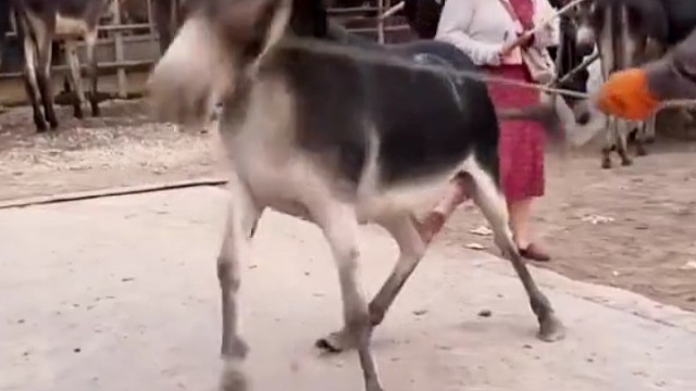 跟青钢影的腿似的