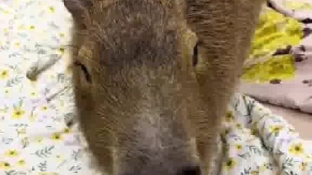 水豚趁主人不注意偷偷上床，被抓时眼神醉了