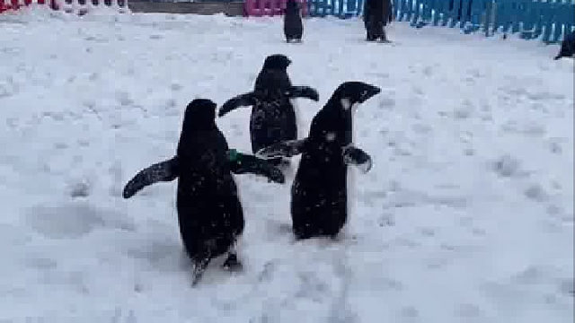 太可爱了吧，可以摸摸了