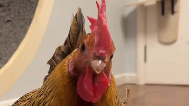 女明星风评被害