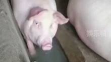 我想救它，可是我钱不够，先救一对猪耳朵  #猪猪能有什么坏心思呢