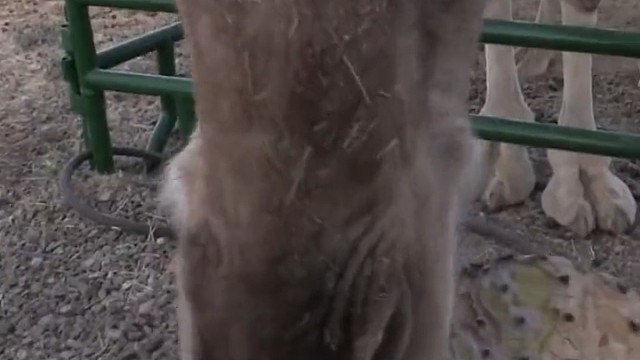 为什么骆驼“喜欢”吃仙人掌它不怕被刺扎到嘴巴吗？