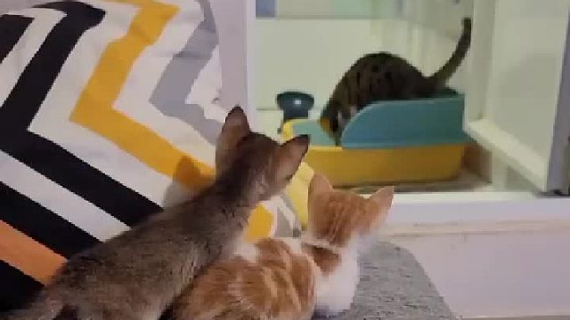 成年猫向小猫示范如何使用猫砂盆