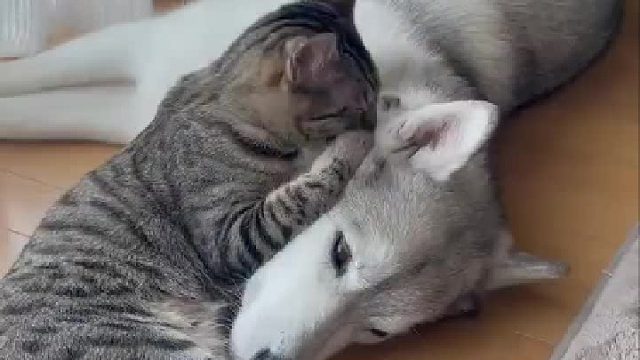 狗子：这个技师采耳蛮舒服的，想办卡了