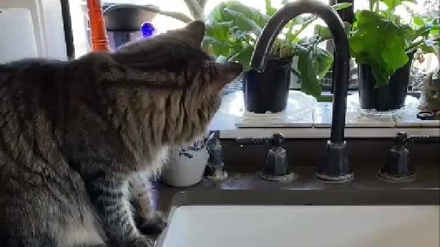 接水珠的猫猫，身手好敏捷！