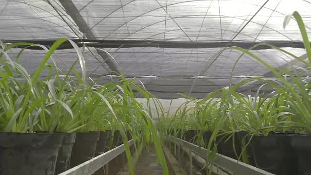 现代化苗木基地