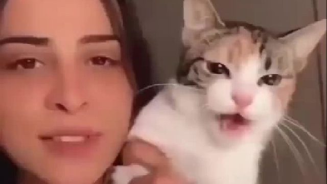 喵：不许学我喵！