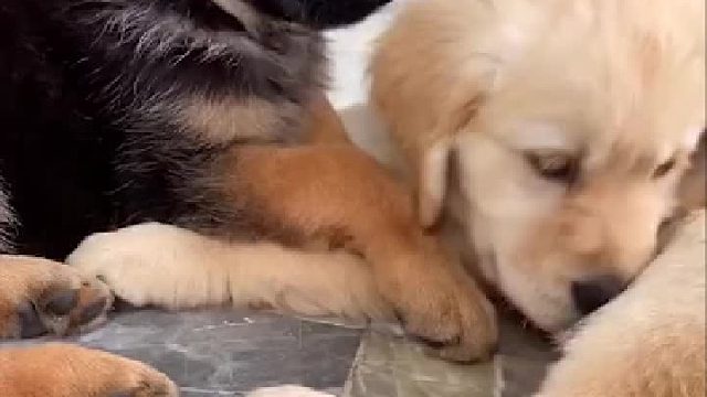 一起长大的金毛和德牧