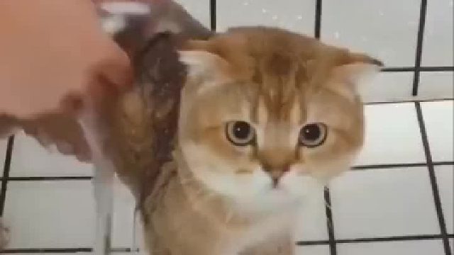 这是我见过洗澡最老实的猫，接下来的一幕，真怀疑它不是喵星人！